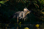 Great Blue Heron Catching Catfish